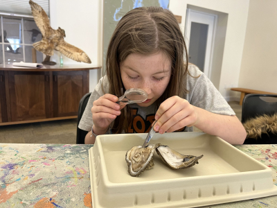 oysterdissect2