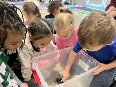 tarantula